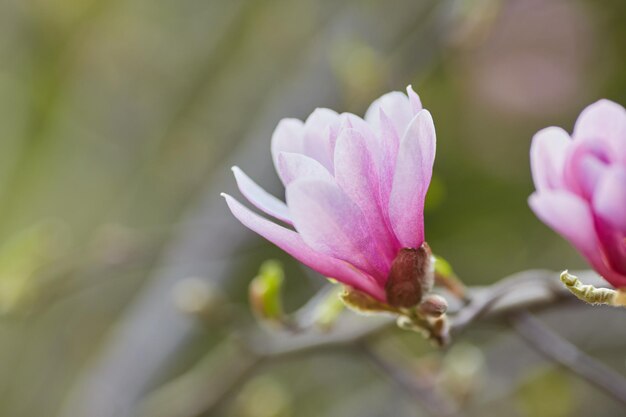 Decoratie van enkele magnolia bloemen roze magnolia bloem Magnolia