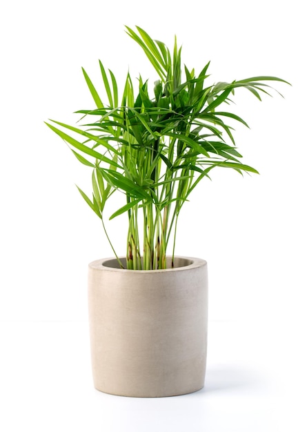 Decoratieplant op betonnen pot