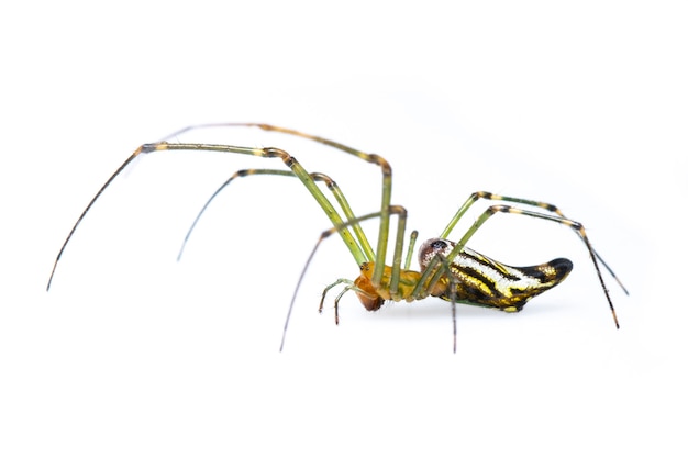 Decoratieve Big-jawed Spider (Leucauge verfraait) geïsoleerd. Dier. Insect.