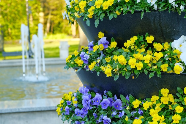 Decoratieve bloempotten met lentebloemen altviool cornuta in levendige violette en gele kleur paars gele viooltjes in bloempotten hangend aan een hek in balkontuin buiten kleurrijke bloemen in potten