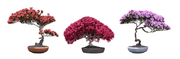 decoratieve bonsai boom geïsoleerd op een witte achtergrond, 3D illustratie, cg render