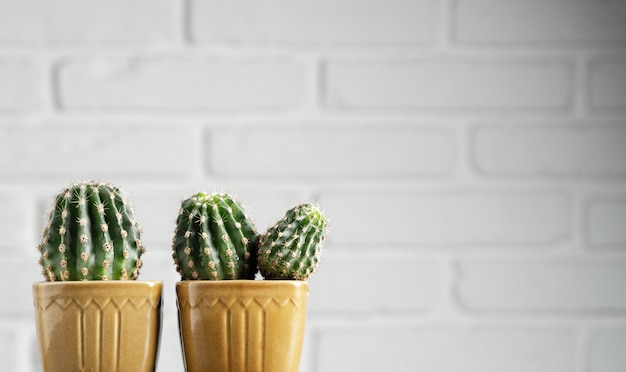 Decoratieve cactus, succulente ingemaakte minimalistische huisdecoratie