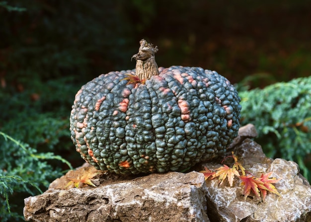 Decoratieve eetbare groene wrattenpompoen op natuursteen in de tuin