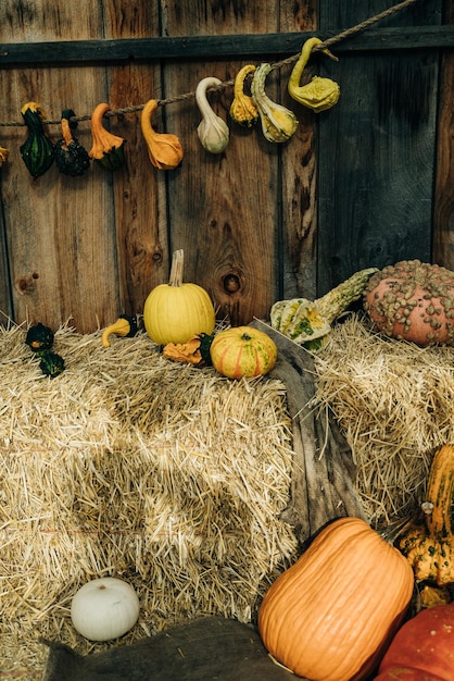 Decoratieve gele pompoenen op de boerenmarkt