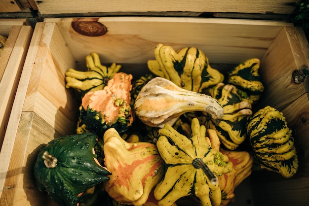 Decoratieve gele pompoenen op de boerenmarkt