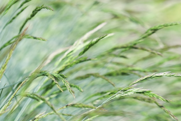 Decoratieve gras blauwe zwenkgras festuca glauca spikelets natuurlijke achtergrond