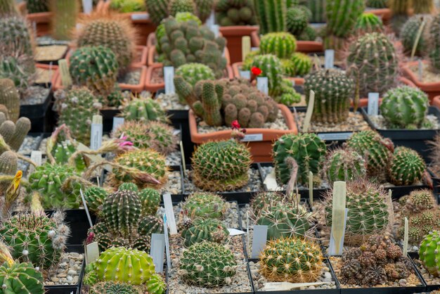 Decoratieve groene cactussen met scherpe stekels