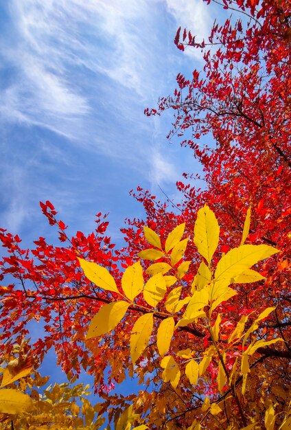 Decoratieve kloon met rode bladeren in de herfst