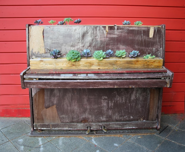 decoratieve kool groeit in de piano