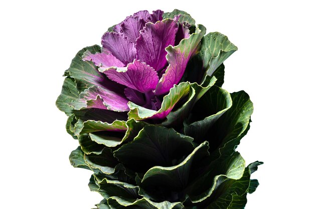 Decoratieve koolbloem brassica oleracea geïsoleerd op een witte achtergrond