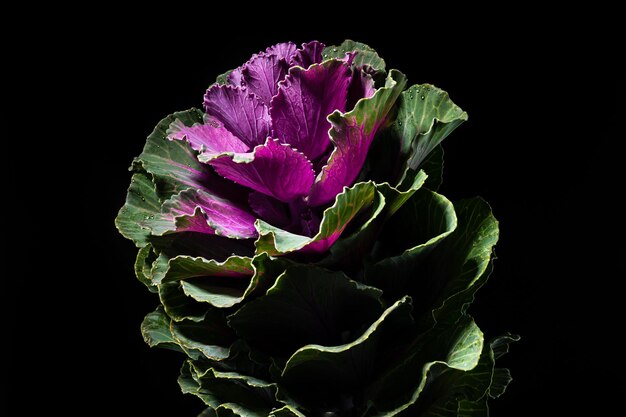 Decoratieve koolbloem brassica oleracea op een zwarte achtergrond Bloemkop close-up studio opname