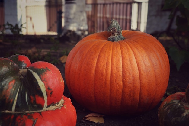 Decoratieve oranje pompoenen tentoongesteld voor Halloween