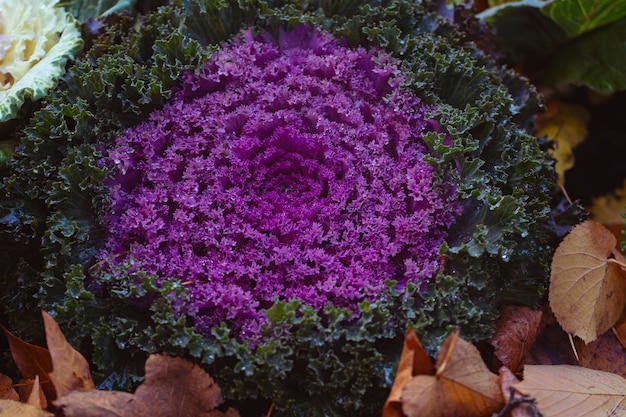 Decoratieve paarse kool hij bloeit heel mooi in de herfst en siert bloembedden Brassica oleracea close-up verscheidenheid aan flora