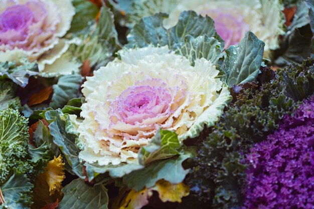 Decoratieve paarse kool hij bloeit prachtig in de herfst siert bloembedden Brassica oleracea