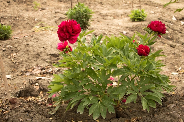 Decoratieve pioenroos bloeiend in rode mooie plant