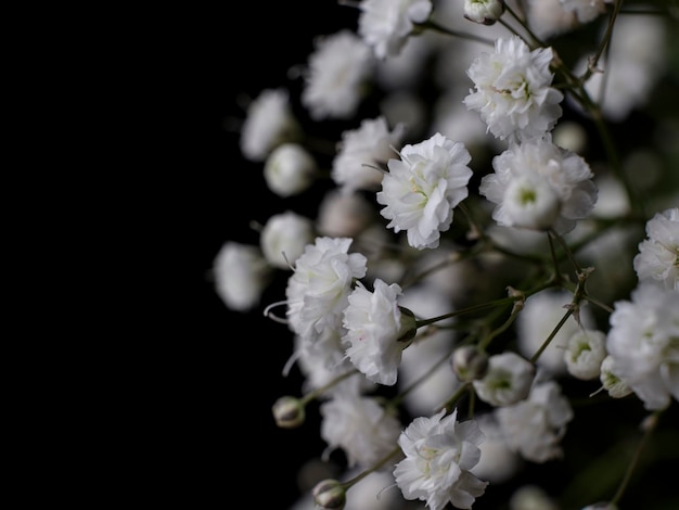 Decoratieve plant met witte bloemen