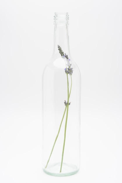 Decoratieve planten in transparante glazen fles, geÃ¯soleerd op een witte achtergrond.