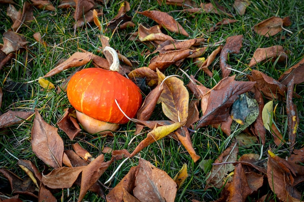 Decoratieve pompoen op verdorde bladeren. Herfst achtergrond.