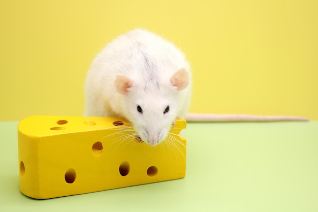 Decoratieve ratten- en speelgoedkaas. De rat is een symbool van het nieuwe jaar 2020.