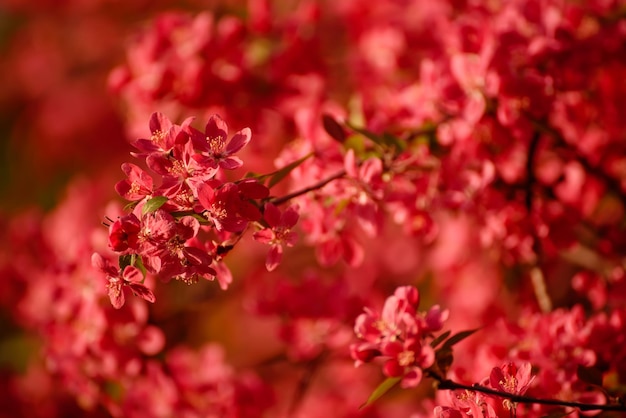 Decoratieve rode appelboom bloemen bloeien in de lente bloemen achtergrond