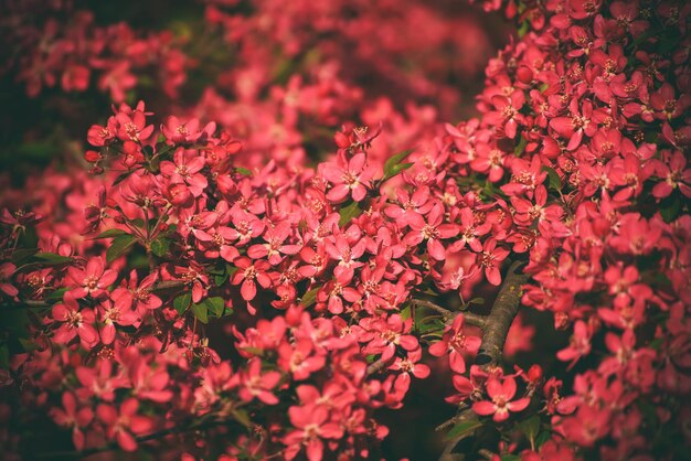 Decoratieve rode appelboom bloemen bloeien in de lente bloemen achtergrond