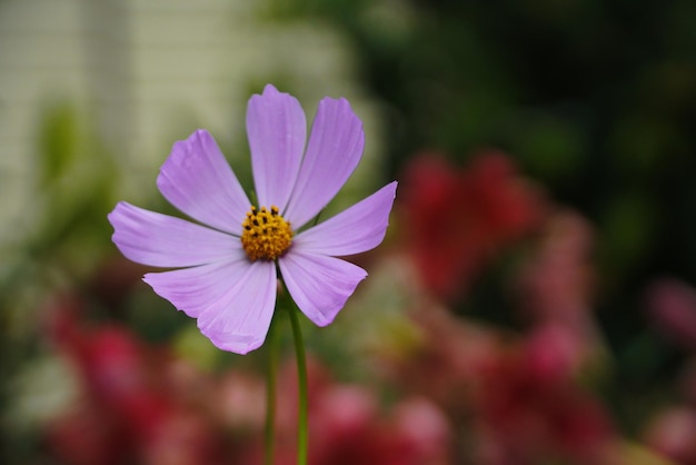 Decoratieve Roze Tuin Bloem Kosmos Kosmos Bipinnatus Cosmea Bipinnata Bidens Formosa Mexicaanse Aster