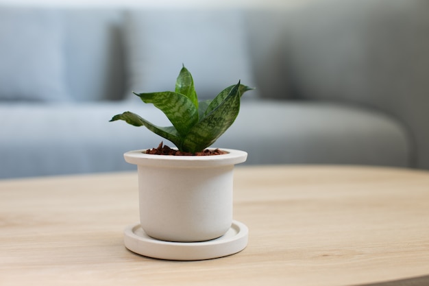 Decoratieve sansevieria plant op houten tafel in de woonkamer