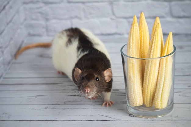 Decoratieve schattige zwart-witte rat die mini maïs eet uit een helderglazen beker. Knaagdier close-up.