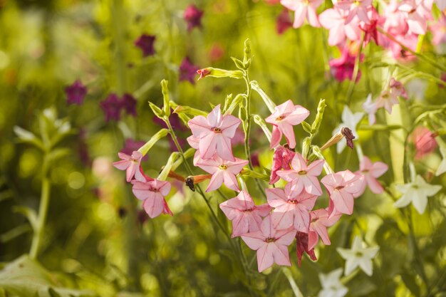 Decoratieve tabaksbloemen op de bloembedclose-up