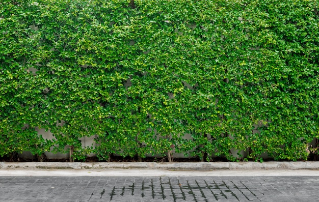 Decoratieve tuin op een baksteen