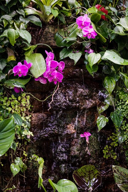 Decoratieve waterval met tropische planten en een roze orchidee in een kas