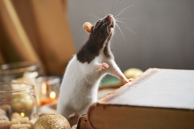 Decoratieve zwart-witte rat onder Kerstmisspeelgoed en kaarsen. 2020 nieuwjaarssymbool.