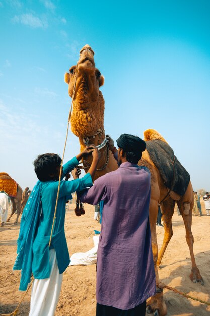 decorating camel for fight