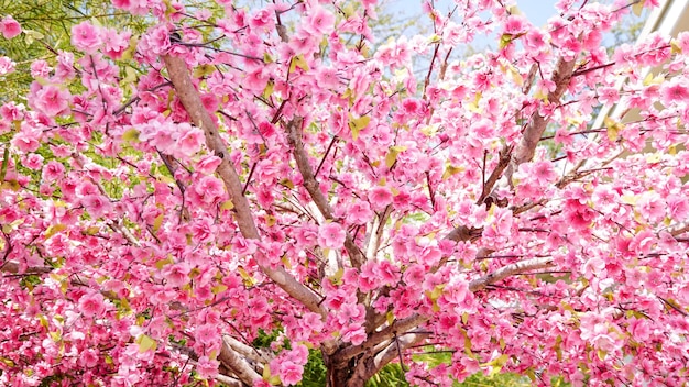 写真 背景用の装飾人工プラスチックピンクの桜桜
