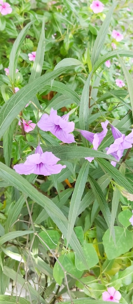 Photo decoration of home plants