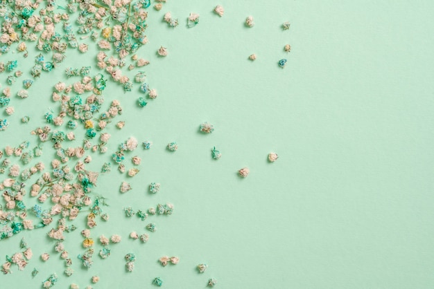 Decoration with gypsophila flowers with copyspace on light green , flat lay