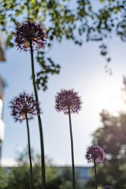 Decorative allium and sunset sky