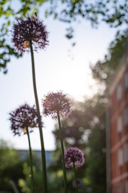 Foto allium decorativo e cielo al tramonto