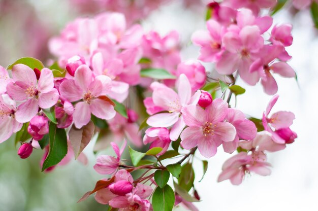 Decorative apple tree branches with pink flowers Spring blossom tree