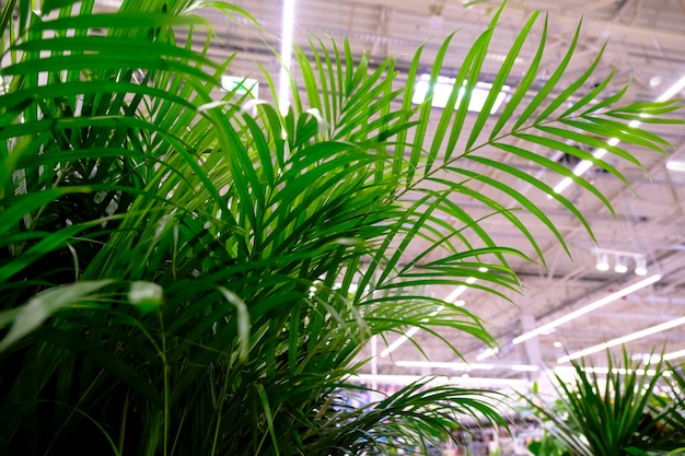 Photo decorative areca palm at floral market. chrysalidocarpus lutesc.