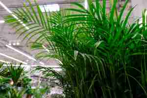 Photo decorative areca palm at floral market. chrysalidocarpus lutesc.
