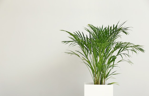 Decorative Areca palm on light background