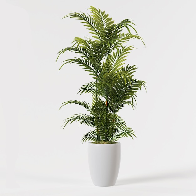 Decorative areca palm tree planted white ceramic pot isolated on white background.