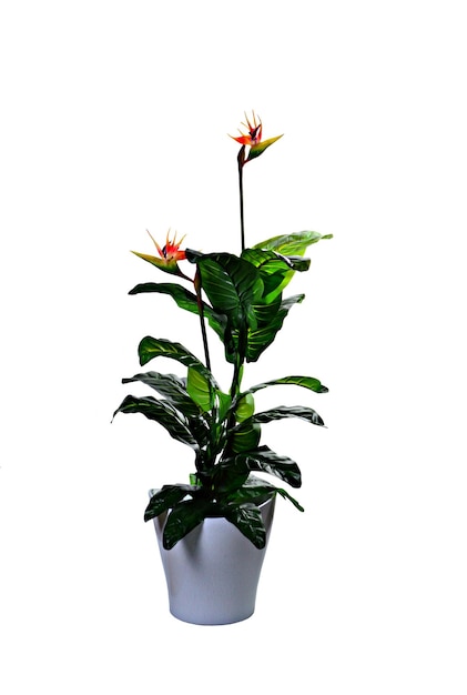 Photo decorative artificial plant