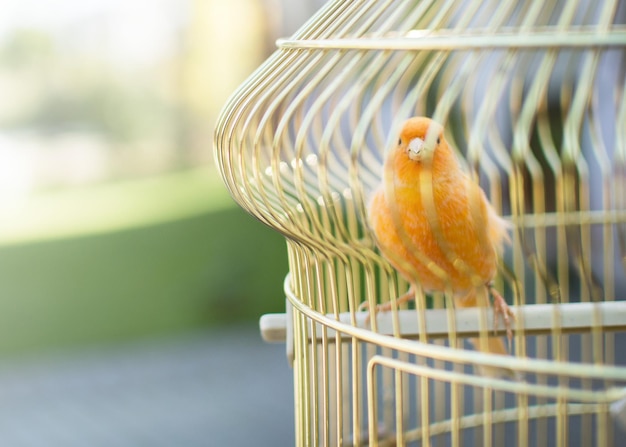 檻の中の装飾的な鳥ぼやけた背景