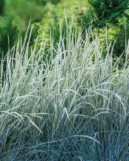 装飾的な青い草と白緑の青いフェスクとArrhenatherumelatiusbulbosum variegatum