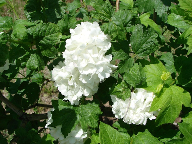 Decorative bush Viburnum with white flowers snowball tree in garden