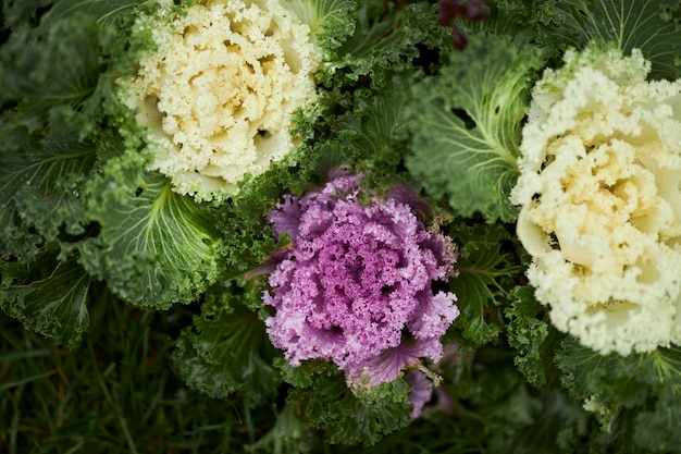 Decorative cabbage on a flower bed close-up.