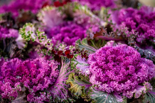 Decorative cabbage purple lace flower blossom closeup with dew drops selective focus