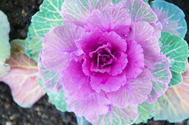 Cavolo decorativo con foglie di violetta vista dall'alto. pianta di cavolo riccio fiorita all'aperto. raccolto decorativo da giardino. cavolo che sboccia come un fiore. primo piano ornamentale della pianta del cavolo. bellissimo raccolto di cavoli.